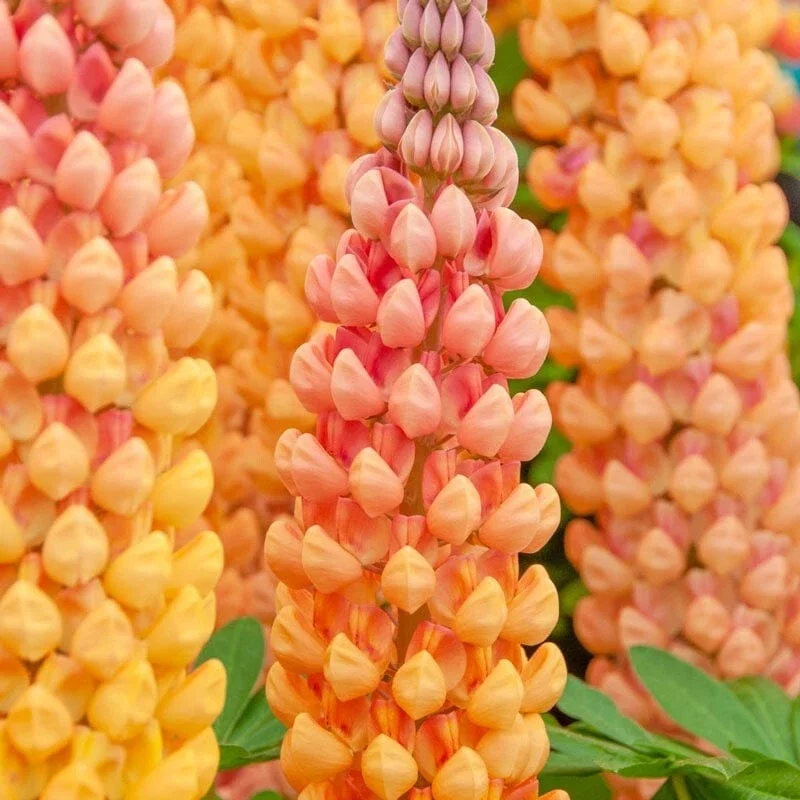 25 Salmon Star Lupine Seeds - Perennial Flowers for Garden - Image 1