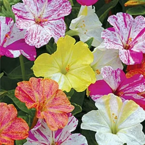 25 Striped Mix Four O'clock Flower Seeds – Perennial Garden Plant - Image 11