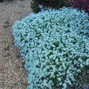 25 Teal Alyssum Seeds - Sweet Carpet Flower for Garden & Borders - Image 9