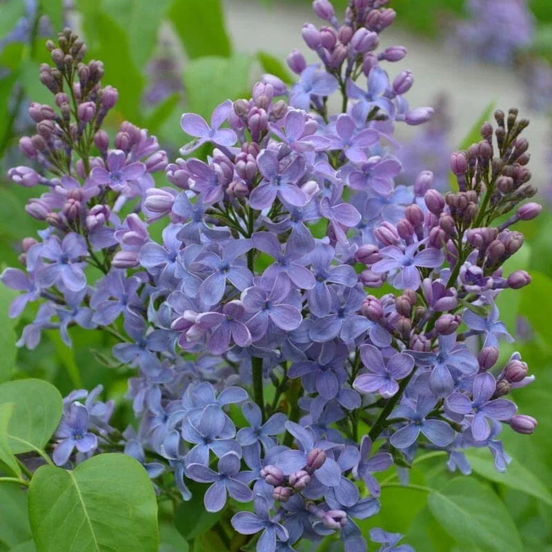 25 Wonderblue Lilac Seeds – Fragrant Perennial Flower Seeds, USA Grown - Image 15