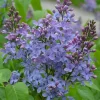 25 Wonderblue Lilac Seeds – Fragrant Perennial Flower Seeds, USA Grown - Image 1