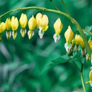 25 Yellow Bleeding Heart Seeds - Perennial Flower Seeds for Garden - Image 2
