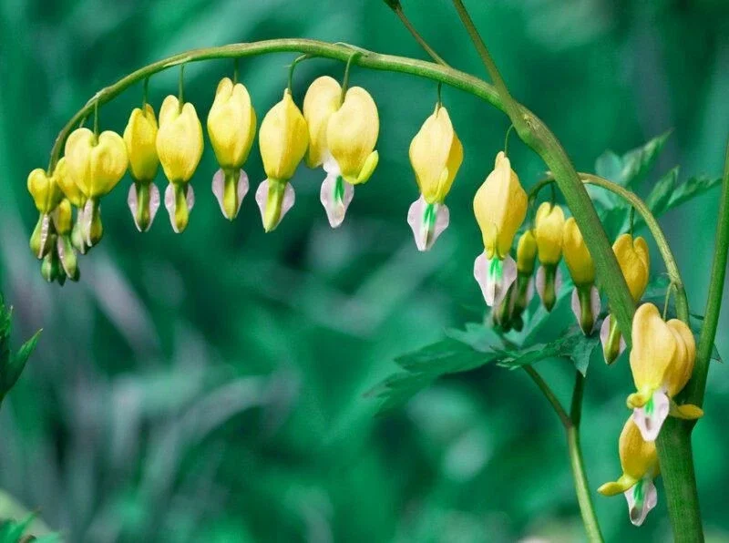 25 Yellow Bleeding Heart Seeds - Perennial Flower Seeds for Garden - Image 3