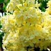 25 Yellow Lilac Seeds - Fragrant Perennial Tree Flower Seed - Image 1