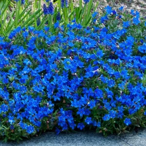 270 Bright Blue Alyssum Seeds - Sweet Carpet Flowers, Lobularia maritima - Image 11