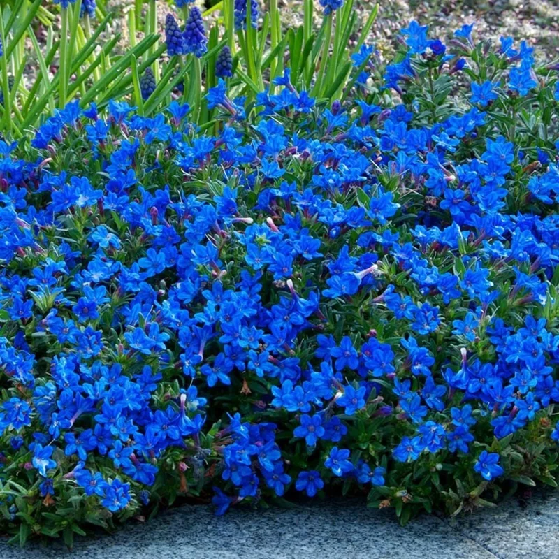 270 Bright Blue Alyssum Seeds - Sweet Carpet Flowers, Lobularia maritima - Image 3