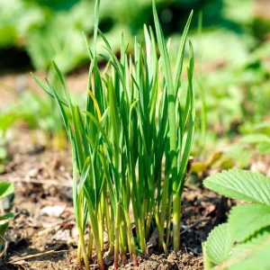 3 Chives Plants 4-7 Inch Live Allium Schoenoprasum Herb for Garden & Container - Image 2