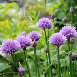 3 Chives Plants 4-7 Inch Live Allium Schoenoprasum Herb for Garden & Container - Image 3