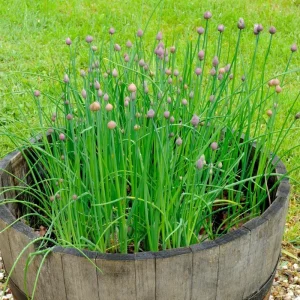3 Chives Plants 4-7 Inch Live Allium Schoenoprasum Herb for Garden & Container - Image 4