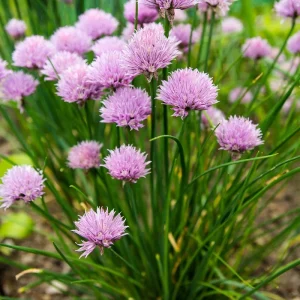 3 Chives Plants 4-7 Inch Live Allium Schoenoprasum Herb for Garden & Container - Image 5