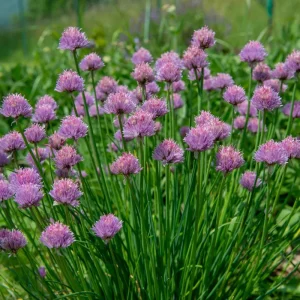 3 Chives Plants 4-7 Inch Live Allium Schoenoprasum Herb for Garden & Container - Image 6