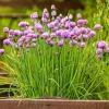 3 Chives Plants 4-7 Inch Live Allium Schoenoprasum Herb for Garden & Container - Image 1