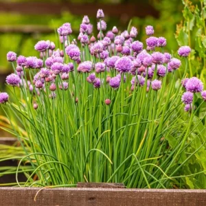 3 Chives Plants 4-7 Inch Live Allium Schoenoprasum Herb for Garden & Container - Image 1