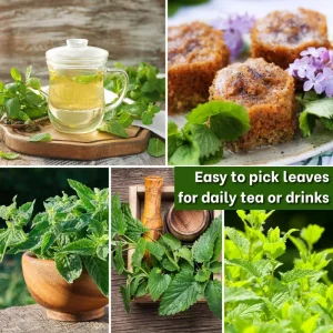 3 Live Lemon Balm Plug Plants - Fresh Scent Herb, Indoor/Outdoor Starter - Image 3
