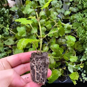 3 Live Lemon Balm Plug Plants - Fresh Scent Herb, Indoor/Outdoor Starter - Image 4