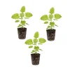 3 Live Lemon Balm Plug Plants - Fresh Scent Herb, Indoor/Outdoor Starter - Image 1