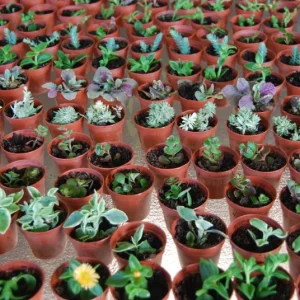 3-Plant Surprise Lot Live Garden Plants - Fairy Assortment - 2