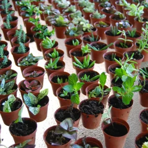 3-Plant Surprise Lot Live Garden Plants - Fairy Assortment - 2