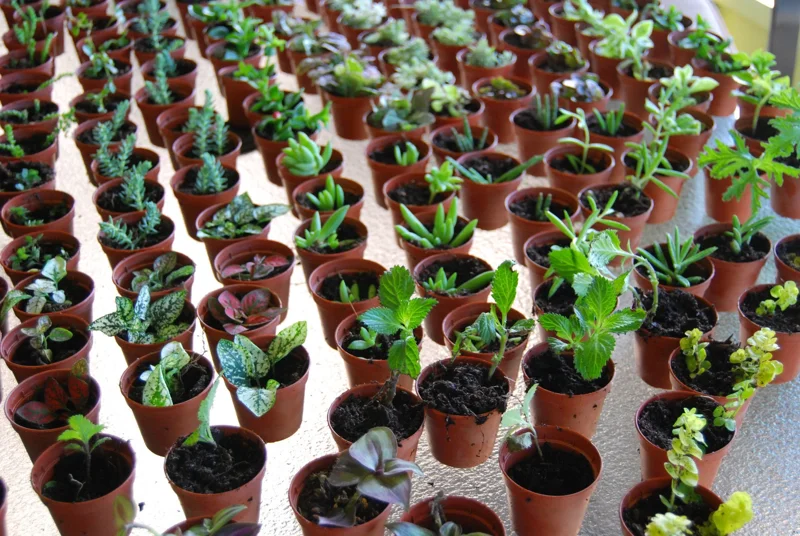 3-Plant Surprise Lot Live Garden Plants - Fairy Assortment - 2" Pots - Image 3