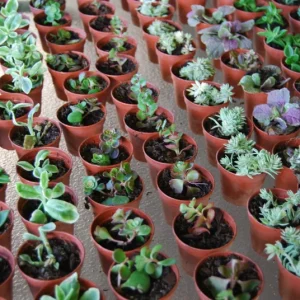 3-Plant Surprise Lot Live Garden Plants - Fairy Assortment - 2