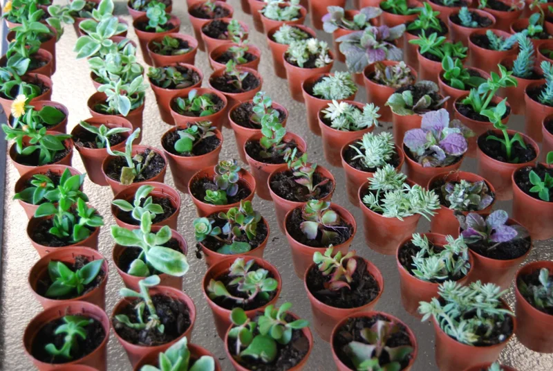 3-Plant Surprise Lot Live Garden Plants - Fairy Assortment - 2" Pots - Image 4