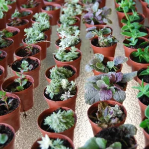 3-Plant Surprise Lot Live Garden Plants - Fairy Assortment - 2