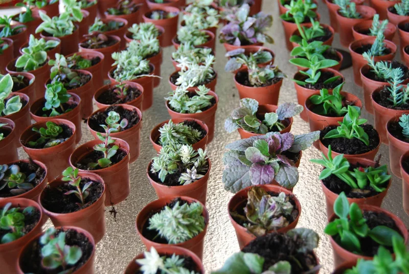 3-Plant Surprise Lot Live Garden Plants - Fairy Assortment - 2" Pots - Image 5