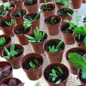 3-Plant Surprise Lot Live Garden Plants - Fairy Assortment - 2