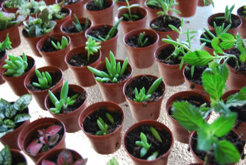 3-Plant Surprise Lot Live Garden Plants - Fairy Assortment - 2" Pots - Image 6