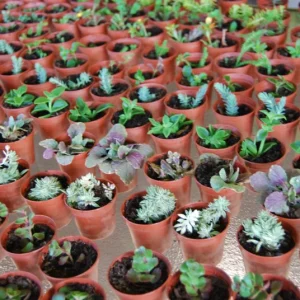 3-Plant Surprise Lot Live Garden Plants - Fairy Assortment - 2