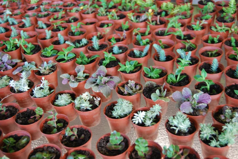 3-Plant Surprise Lot Live Garden Plants - Fairy Assortment - 2" Pots - Image 1