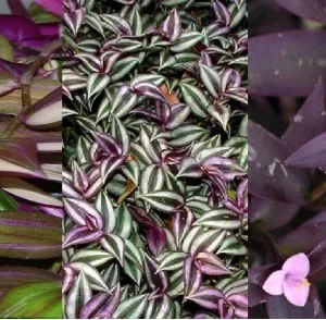 3 Types Pretty Purple Wandering Jew Tradescantia Live Plant Cuttings - Image 1