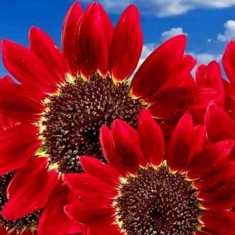 30 Red Sun Sunflower Seeds – Heirloom, Deep Maroon, Tall Cut Flower - Image 2