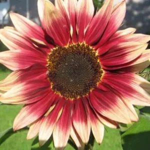 30 Red Sun Sunflower Seeds – Heirloom, Deep Maroon, Tall Cut Flower - Image 3