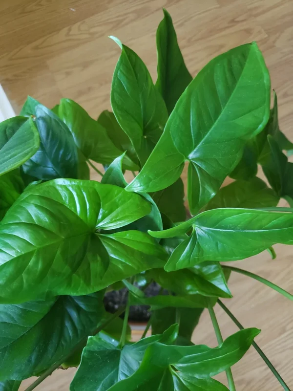 3x Emerald Gem Syngonium Cuttings – Arrowhead Vine Plant – Live Plant - Image 2