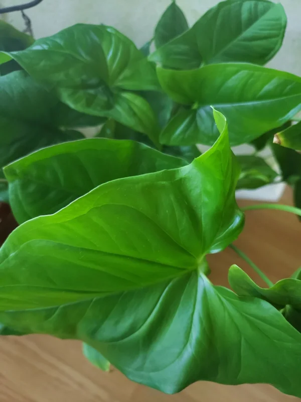 3x Emerald Gem Syngonium Cuttings – Arrowhead Vine Plant – Live Plant - Image 3