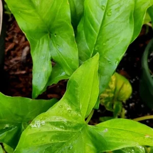 3x Emerald Gem Syngonium Cuttings – Arrowhead Vine Plant – Live Plant - Image 1