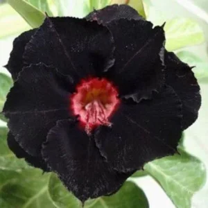 4 Black Red Desert Rose Seeds - Adenium Obesum Flower Seeds - Exotic Perennial - Image 5