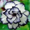 4 Black White Desert Rose Seeds Adenium Obesum Flower Perennial Exotic Seed - Image 1