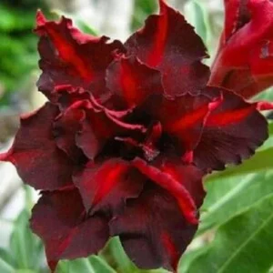 4 Dark Red Desert Rose Seeds - Adenium Obesum Perennial Flower - Image 7