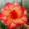 4 Double Red Yellow Desert Rose Seeds - Adenium Obesum Flower Perennial - Image 1