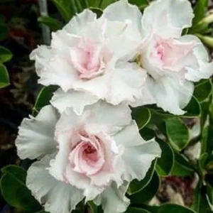 4 Double White Desert Rose Seeds - Adenium Obesum Flower Seeds - Image 9