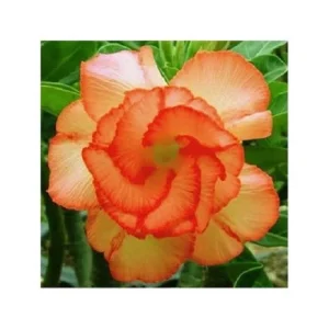 4 Orange Desert Rose Seeds - Adenium Obesum Perennial Flowers - Image 7