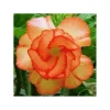 4 Orange Desert Rose Seeds - Adenium Obesum Perennial Flowers - Image 1