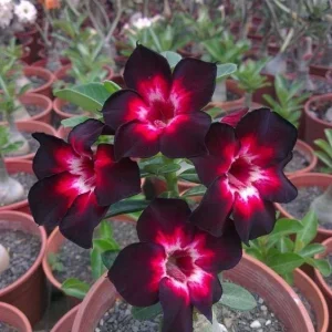 4 Pink Black White Desert Rose Seeds - Adenium Obesum Flower Perennial Seed - Image 8