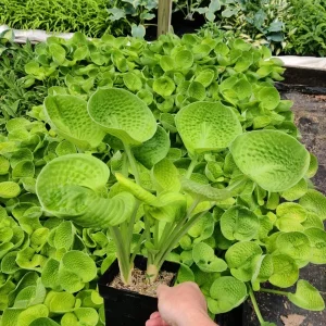4 Plant Mystery Box - Live Houseplants - Surprise Indoor Plant Collection - Image 2