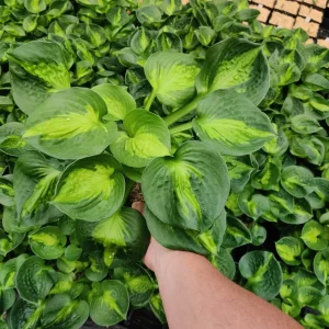 4 Plant Mystery Box - Live Houseplants - Surprise Indoor Plant Collection - Image 3