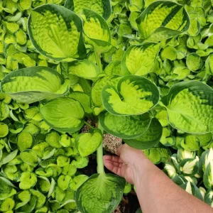 4 Plant Mystery Box - Live Houseplants - Surprise Indoor Plant Collection - Image 4