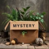 4 Plant Mystery Box - Live Houseplants - Surprise Indoor Plant Collection - Image 1