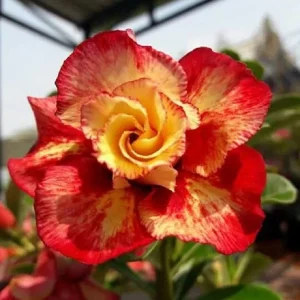 4 Red Orange Desert Rose Seeds - Adenium Obesum Flower Seeds - Perennial - Image 1